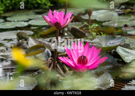 Zwei Lotus Blumen auf dem Wasser mit Blättern in Garten Park Teich Stockfoto