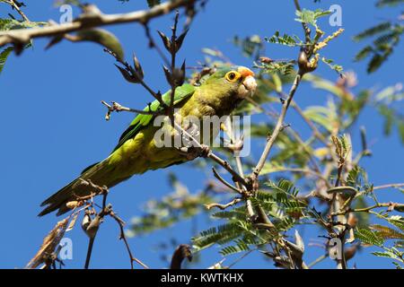 Orange-fronted Parakeet (Aratinga canicularis) essen Baum Knospen, Las Mareas, Costa Rica Stockfoto