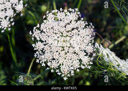 Große, weiße Feld blume Ammi majus. Bullwort, Königin Anne Spitze, laceflower wilde Blume, Ansicht von oben Stockfoto