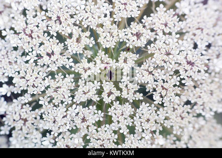 Große, weiße Feld blume Ammi majus. Bullwort, Königin Anne Spitze, laceflower wilde Blume, Makro Stockfoto