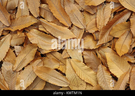 Teppich von getrockneten Kastanien Blätter, Herbst Stockfoto