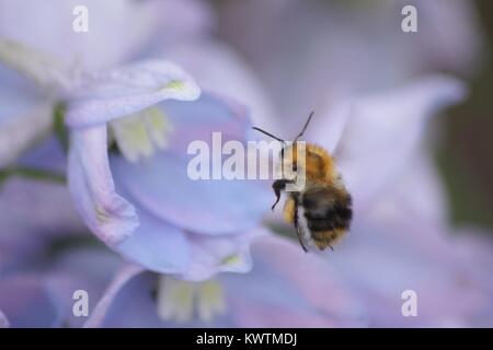 Bumble Bee Landung auf einer Lila Blume Stockfoto