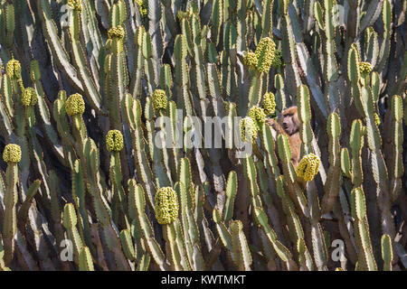 Eine junge Olive baboon (papio Anubis) Wählt sorgfältig die Frucht einer Euphorbia Baum im Tarangire, Tansania. Stockfoto