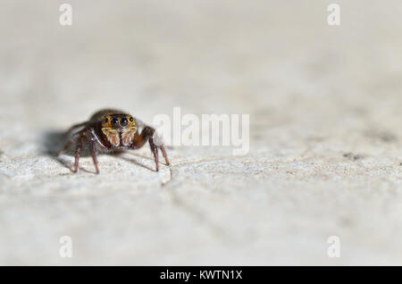 Die jumping spider Familie (der) enthält über 600 beschriebenen Gattungen und mehr als 5800 beschriebenen Arten Stockfoto