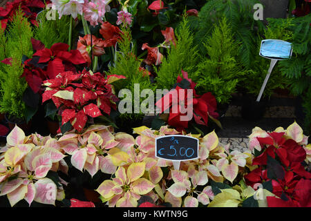 Pflanzen und Blumen für den Verkauf in der Bauernmarkt, Mercado dos Lavradores, Funchal, Madeira, Portugal Stockfoto