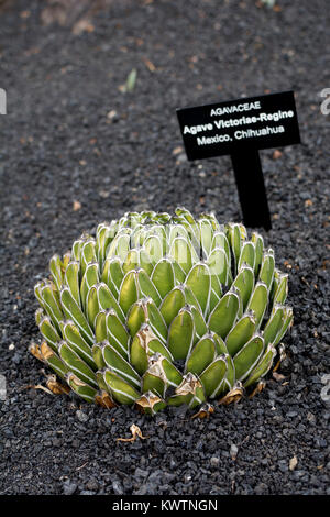 Agave victoriae-reginae (Queen Victoria Jahrhundert Plant), Jardin de Cactus, Guatiza, Lanzarote, Kanarische Inseln, Spanien. Stockfoto