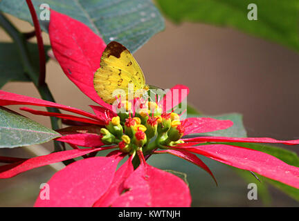 Drei Spot Gras gelb Schmetterling auf rote Blätter der Weihnachtsstern Anlage Stockfoto