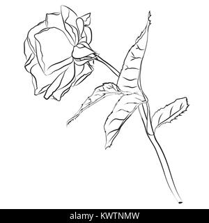 Wunderschöne handgezeichnete Skizze Rose, isolierte schwarze Kontur auf weißem Hintergrund. Botanische Silhouette der Blume Vector Illustration. Stock Vektor