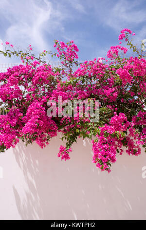 Einem weiß getünchten Wand mit leuchtend rosa Bougainvillea Pflanze, die oben an der Wand hängend, blauer Himmel Stockfoto