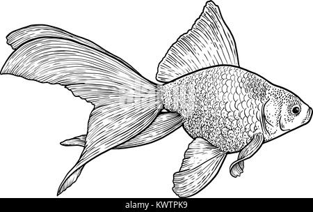 Goldfisch Abbildung, Zeichnung, Gravur, Tinte, Strichzeichnungen, Vektor Stock Vektor