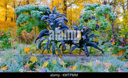 Palm Grünkohl Kohl Herbstmorgen Zuckerguss im Gemüsegarten Stockfoto