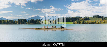 Weitwinkel Blick auf den Forggensee in Bayern mit Alpen Berge und Kuhherde auf der Insel Stockfoto