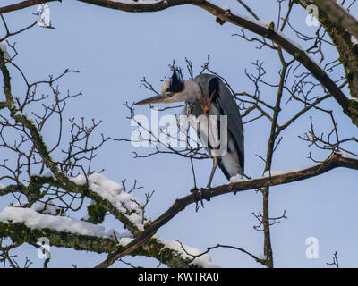 Graureiher sitzt auf bei der Zweigstelle im Winter Stockfoto