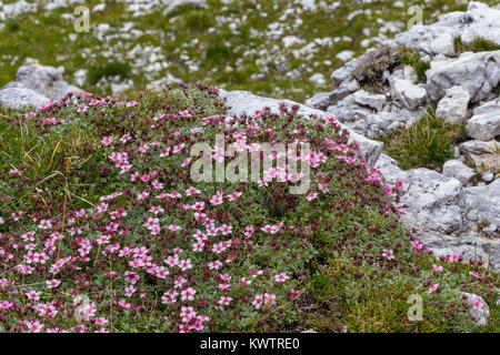 Potentilla nitida. Cinquefoglia delle Dolomiti. Alpenblumen in den Dolomiten. Italienische Alpen. Europa. Stockfoto