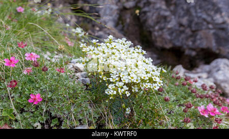Saxifraga caesia und Potentilla nitida. Alpenblumen in den Dolomiten. Italien. Europa. Stockfoto