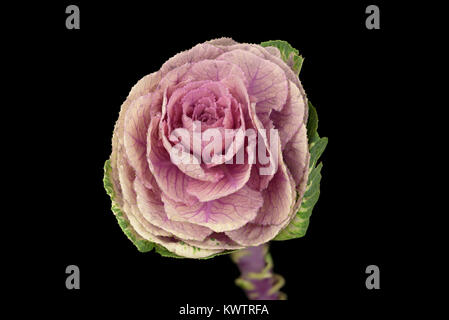 Closeup shot mit Schwerpunkt Stapeln von ein Kohl Kopf wie in einem Blumenladen verkauft Stockfoto