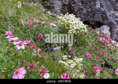 Saxifraga-Caesia und Potentilla nitida. Alpenblumen der Dolomiten. Italien. Europa. Stockfoto