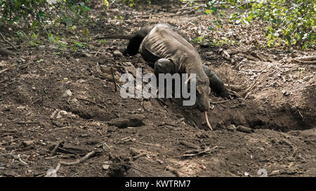 Weibliche Komodo Drache am Rande ihrer Höhle, Loh Buaya Nationalpark Komodo, Rinca Island, Indonesien Stockfoto