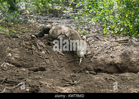 Weibliche Komodo Dragon bewegen in ihre Höhle, Loh Buaya Nationalpark Komodo, Rinca Island, Indonesien Stockfoto