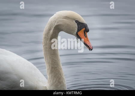 Close up Profil Porträt einer Mute swan mit Wassertropfen auf seine Federn und ein Stück von Unkraut in seinem Mund Stockfoto