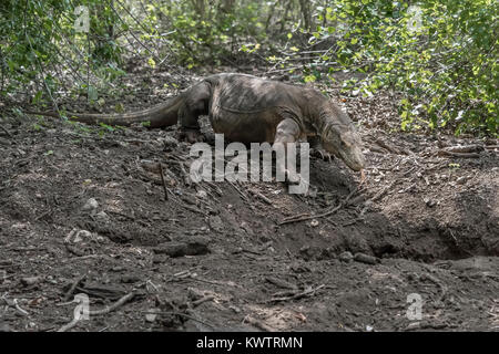 Komodo Dragon ihre Höhle betreten, Loh Buaya Nationalpark Komodo, Rinca Island, Indonesien Stockfoto