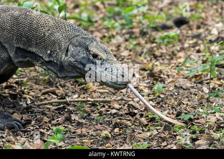 Komodo Dragon im Wald, in der Nähe von Venen in der Zunge, Loh Buaya Nationalpark Komodo, Rinca Island, Indonesien Stockfoto