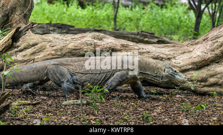 Muddy Komodo Drache in den Wäldern, die wie ein Baum, Loh Buaya Nationalpark Komodo, Rinca Island, Indonesien Stockfoto