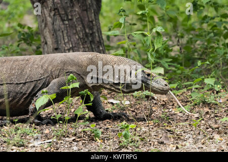 Komodo Dragon bewegt durch den Wald, Loh Buaya Nationalpark Komodo, Rinca Island, Indonesien Stockfoto