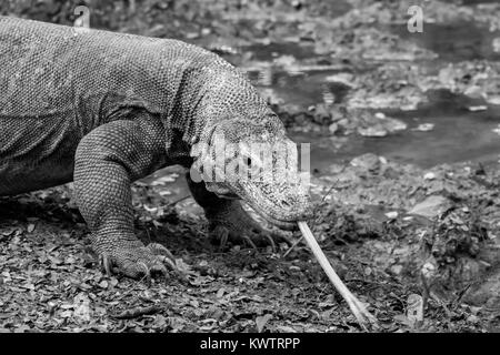 Komodo Drache von einem Bach, Zunge raus, Loh Buaya Nationalpark Komodo, Rinca Island, Indonesien Stockfoto