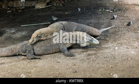 Paar Komodo Drachen unter Hütte des Ranger, mit einem Löffel und Tauben, Loh Buaya NP Komodo, Rinca Island, Indonesien Stockfoto