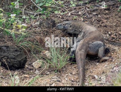 Komodo Dragon läuft in den Busch, Loh Buaya NP Komodo, Rinca Island, Indonesien Stockfoto