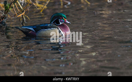 Einen schönen männlichen Holz Ente' Aix sponsa" schwimmt in einem kanadischen Teich. Stockfoto