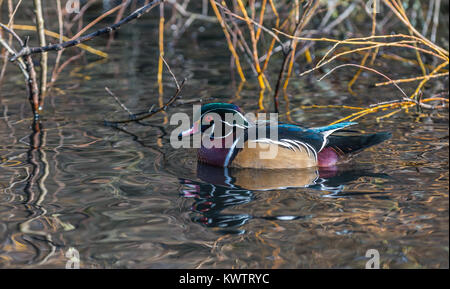 Einen schönen männlichen Holz Ente' Aix sponsa" schwimmt in einem kanadischen Teich. Stockfoto