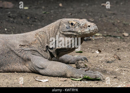 Nahaufnahme einer Komodo Drache mit Patches von Haut und Zecken, Loh Buaya NP Komodo, Rinca Island, Indonesien Stockfoto