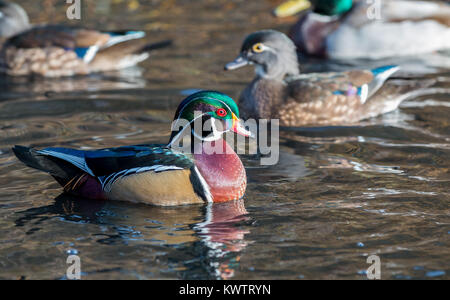 Einen schönen männlichen Holz Ente' Aix sponsa" schwimmt in einem kanadischen Teich. Stockfoto