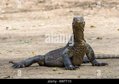 Komodo Eidechse mit angehobenem Kopf und Zecken, Loh Buaya Nationalpark Komodo, Rinca Island, Indonesien Stockfoto