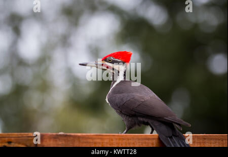 Pileated wood Pecker 'dryocopus pileatus' auf der Suche nach einem toten Baum für Insekten zu suchen. Stockfoto