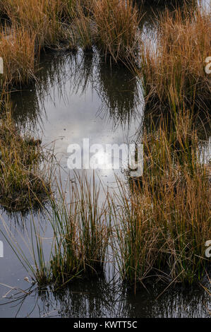 Blackwater National Wildlife Refuge, Cambridge, Maryland, USA Stockfoto