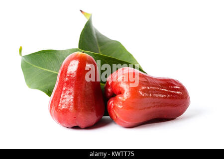 Red Water rose Apple auf weißem Hintergrund Stockfoto