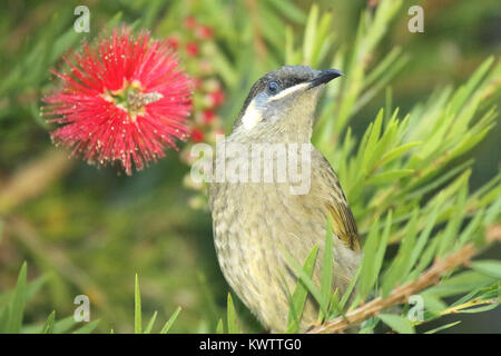 Ein Lewin Honeyeater Anhalten von Fütterung auf einer roten Blume in Lamington National Park. Stockfoto