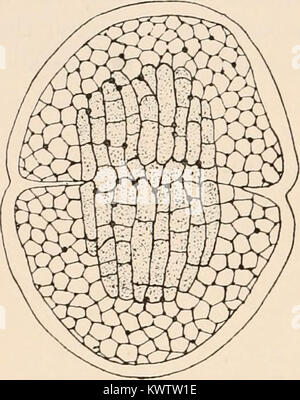 "Algen. Vol. I., Myxophyceae Peridinieae, Bacillarieae, Chlorophyceae, zusammen mit einer kurzen Übersicht über das Auftreten und die Verteilung von freshwat 4er Algen" (1916) Stockfoto