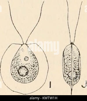 "Algen. Vol. I., Myxophyceae Peridinieae, Bacillarieae, Chlorophyceae, zusammen mit einer kurzen Übersicht über das Auftreten und die Verteilung von freshwat 4er Algen" (1916) Stockfoto