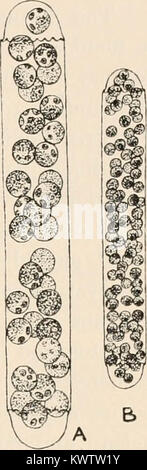 "Algen. Vol. I., Myxophyceae Peridinieae, Bacillarieae, Chlorophyceae, zusammen mit einer kurzen Übersicht über das Auftreten und die Verteilung von freshwat 4er Algen" (1916) Stockfoto