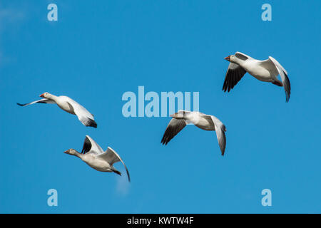 Eine Gruppe von Schnee Gänse in Sync flying-Chen caerulescens Stockfoto