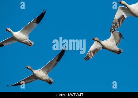 Eine Gruppe von Schnee Gänse in Sync flying-Chen caerulescens Stockfoto