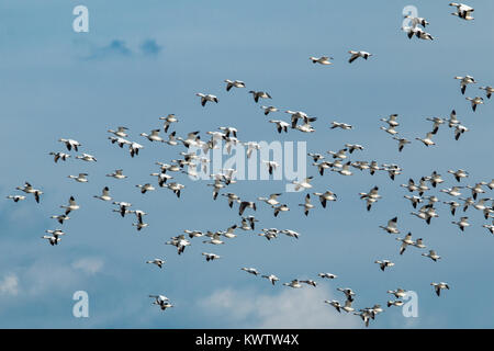 Eine Herde von Schnee Gänse Migration weg von einer gefrorenen Feuchtgebiet-Chen caerulescens Stockfoto