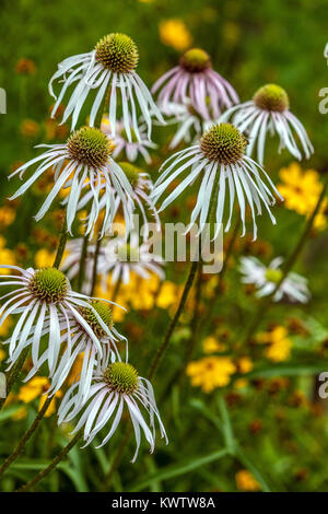 Weiße Echinacea pallida Hula Dancer Kegelblumen Juli Blumen Garten Stockfoto