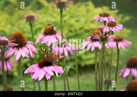 Schmetterling und Echinaceas auf der schönen Sommertag im Estnischen Garten Stockfoto