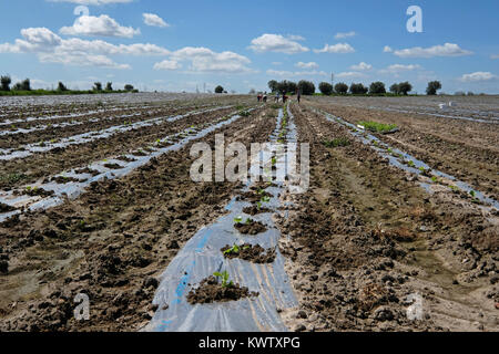 Bereich der frisch gepflanzten Melone Samen in Beja, Alentejo, Portugal Stockfoto