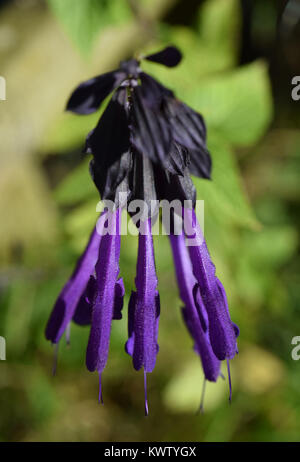 Salvia Amistad Stockfoto